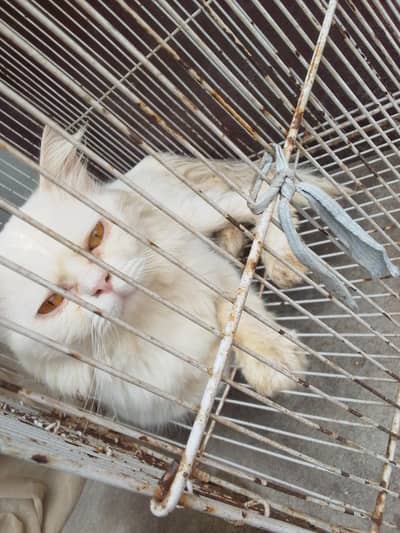 Cat for sale