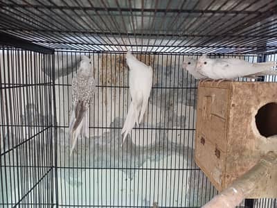 Conure and Cocktail