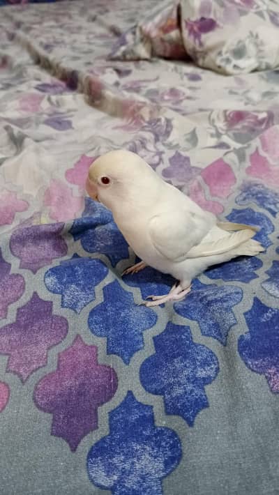 Albino Lovebird