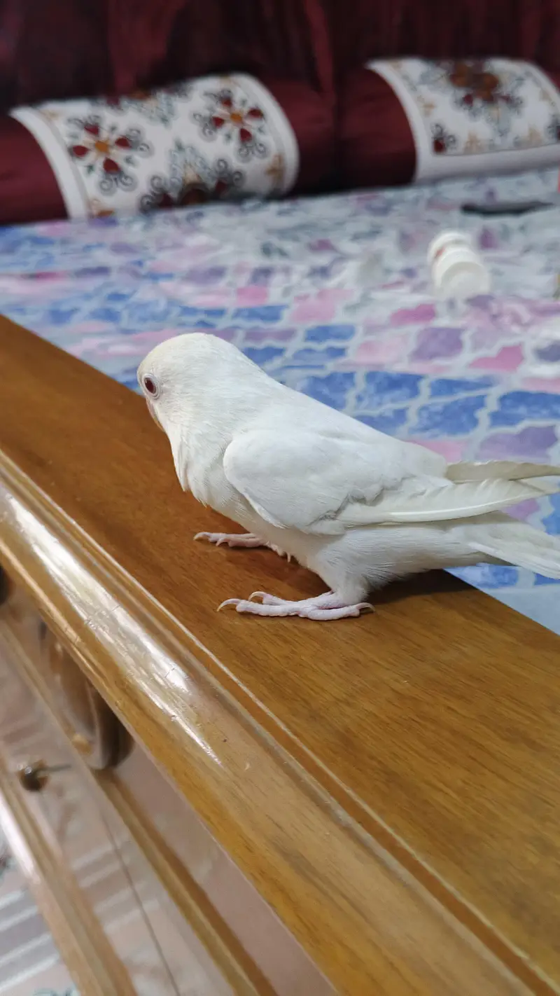Albino Lovebird — photo 2