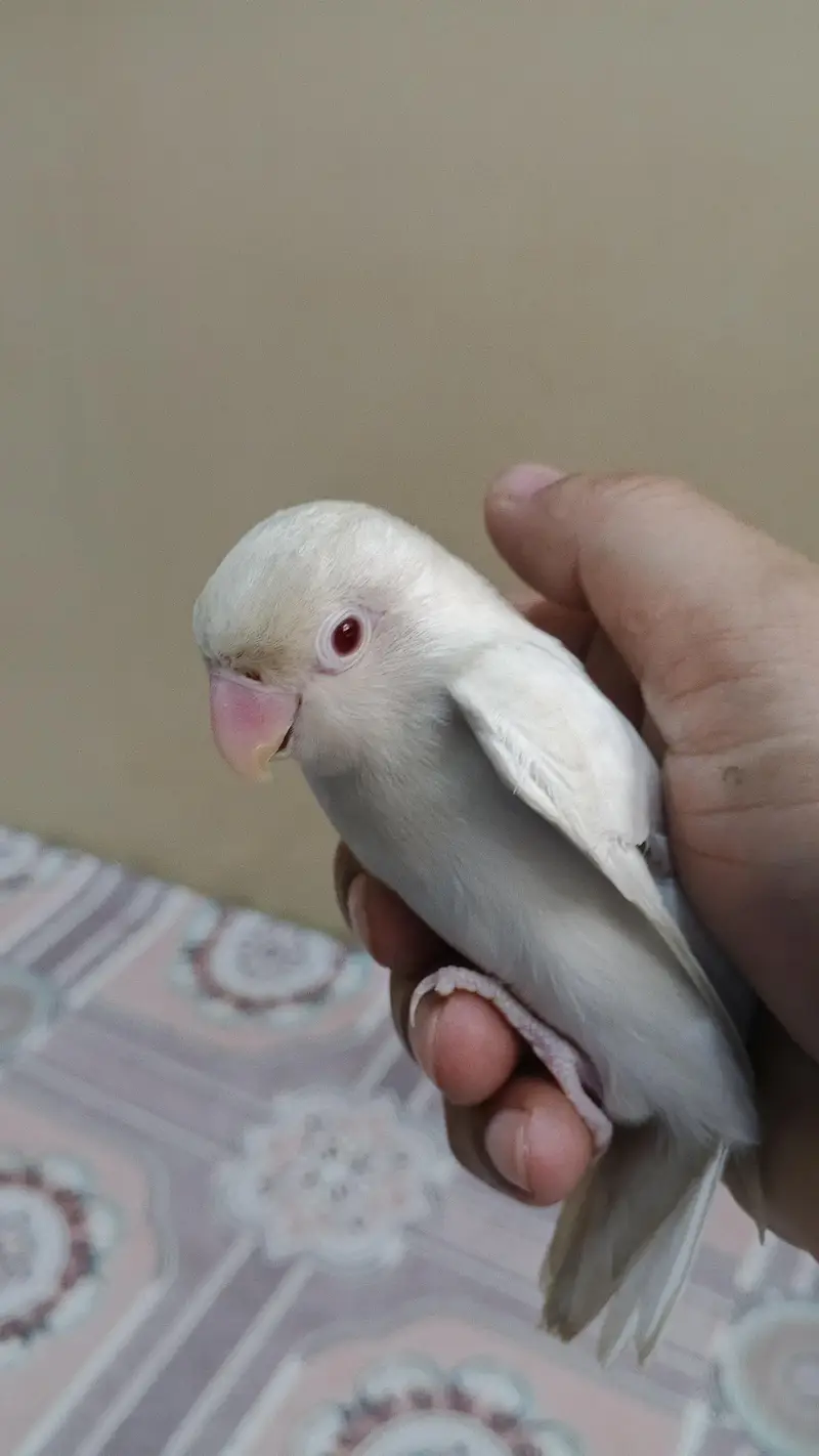 Albino Lovebird — photo 3