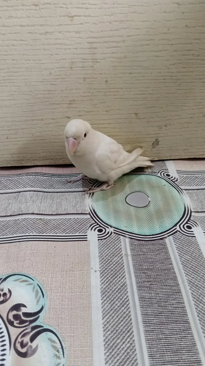 Albino Lovebird — photo 4