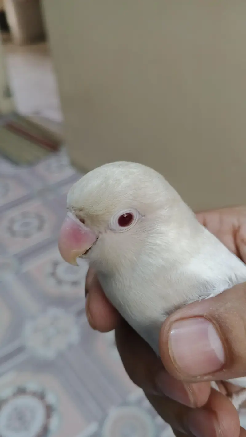 Albino Lovebird — photo 5