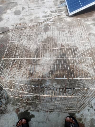 cage for birds