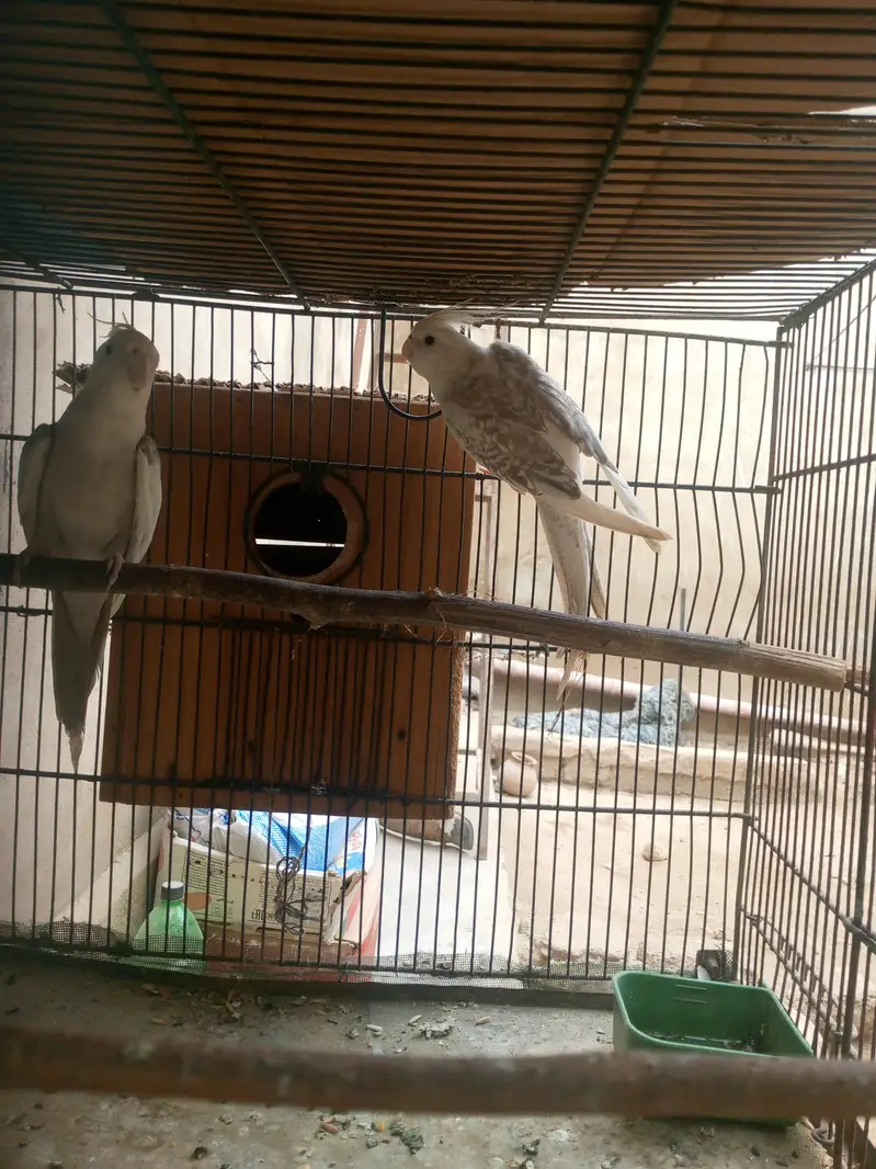 READY TO FIRST BREED NEET AND CLEAN PIR FOR ARGNT — photo 2