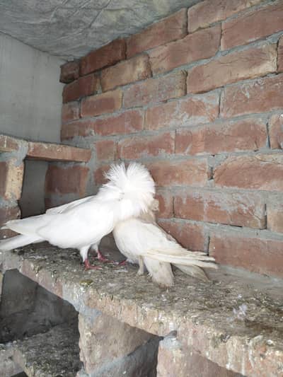 2 male jecobin white hood piegons
