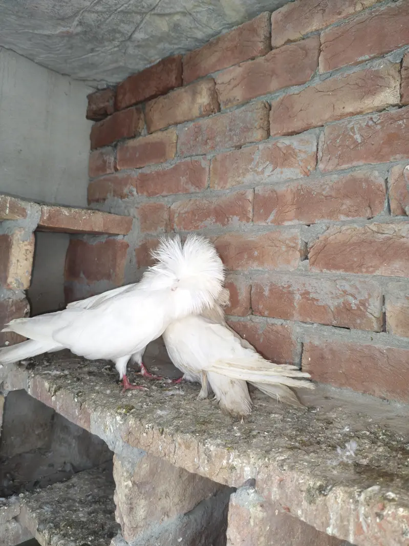 2 male jecobin white hood piegons