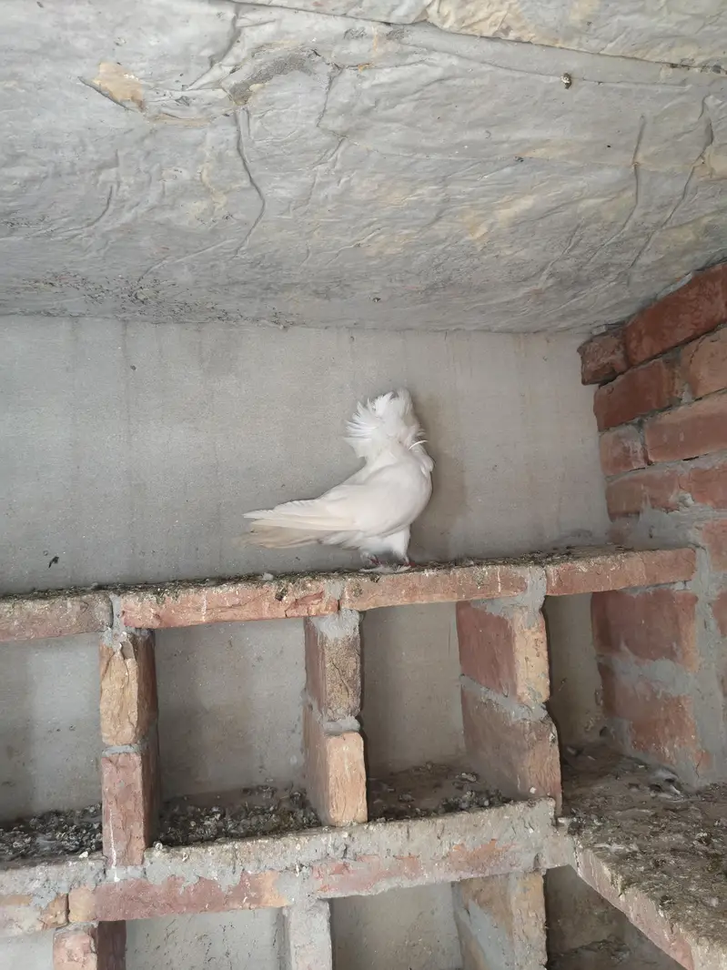 2 male jecobin white hood piegons — photo 3