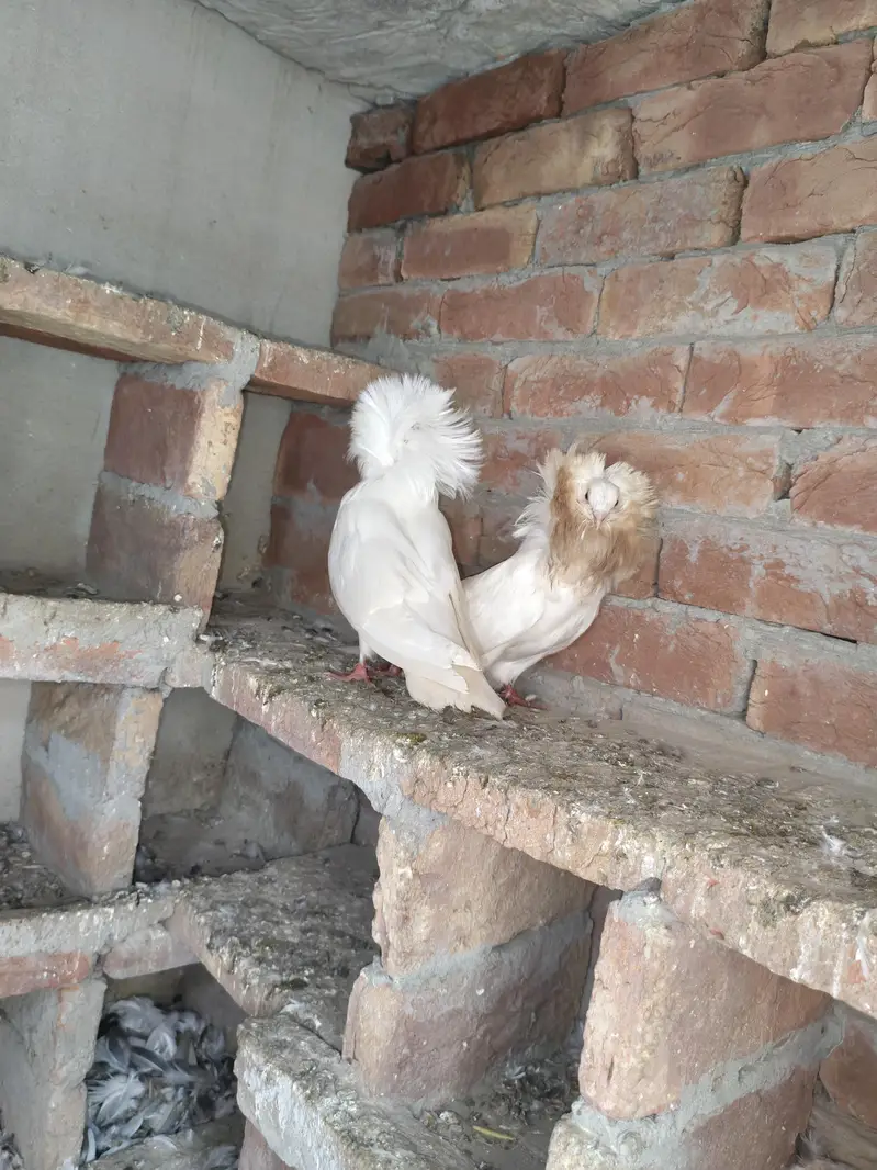 2 male jecobin white hood piegons — photo 4