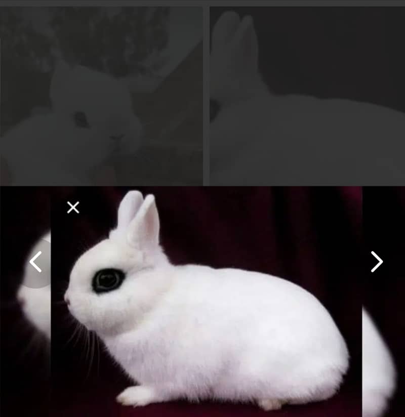 Fancy rabbits 1
