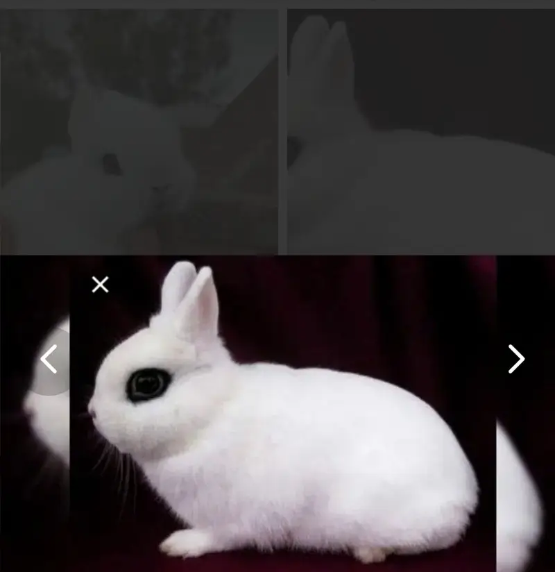 Fancy rabbits — photo 2