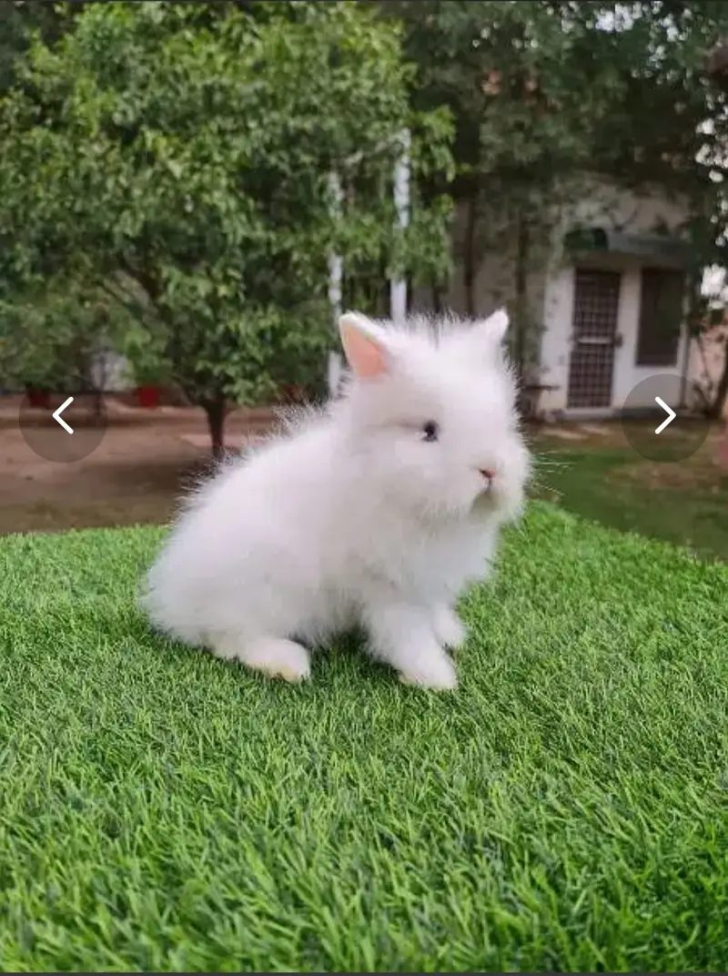 Fancy rabbits — photo 3