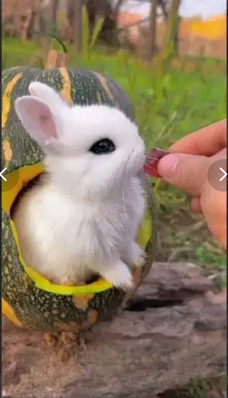 Fancy rabbits 3