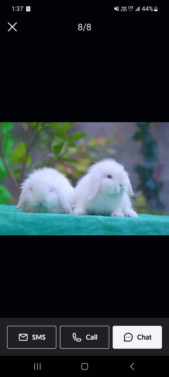 Fancy rabbits 5