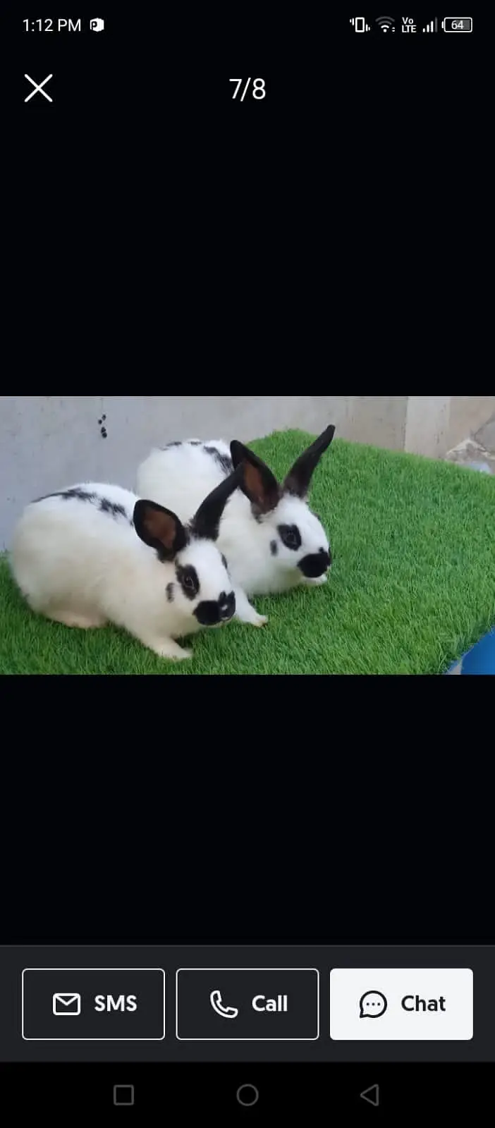 Fancy rabbits — photo 7