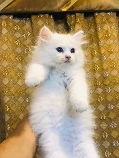 pure persian kitten |white kittens _triple coat /fluffy _cute cat
