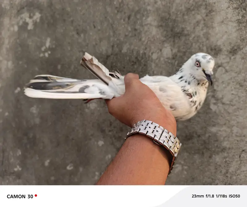 kaboter for sale arrjant — photo 9