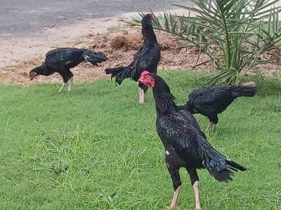 Guranteed Pure Black Cheema
