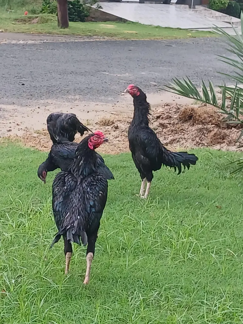Guranteed Pure Black Cheema — photo 2
