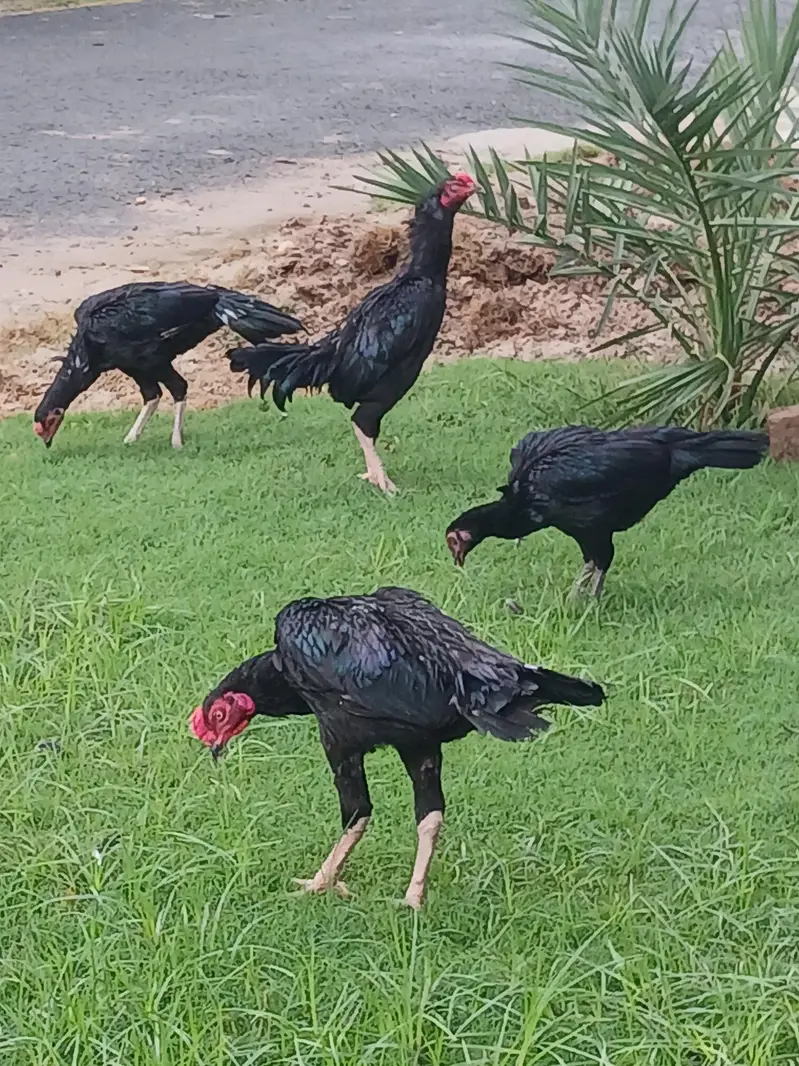 Guranteed Pure Black Cheema — photo 3
