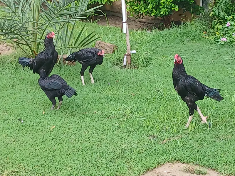 Guranteed Pure Black Cheema — photo 4