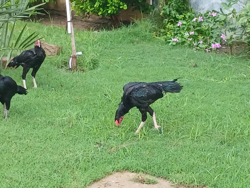 Guranteed Pure Black Cheema — photo 5