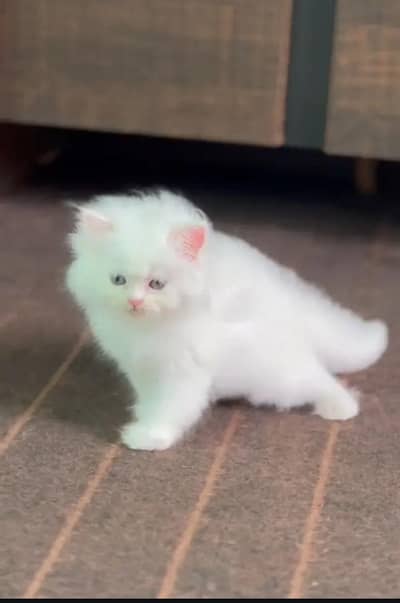 pure persian kitten |white kittens _triple coat /fluffy _cute cat