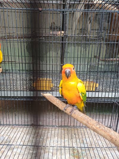 Sun conure and Cocktails