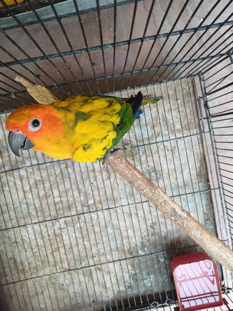 Sun conure and Cocktails — photo 2