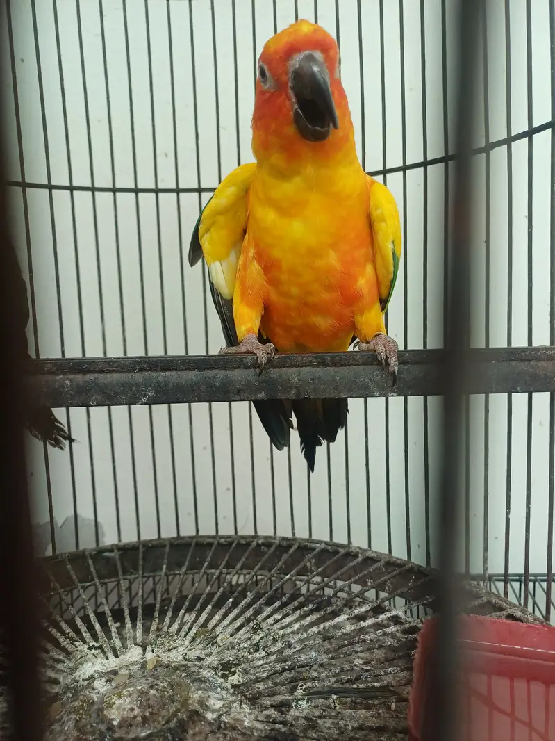 Sun conure and Cocktails — photo 8