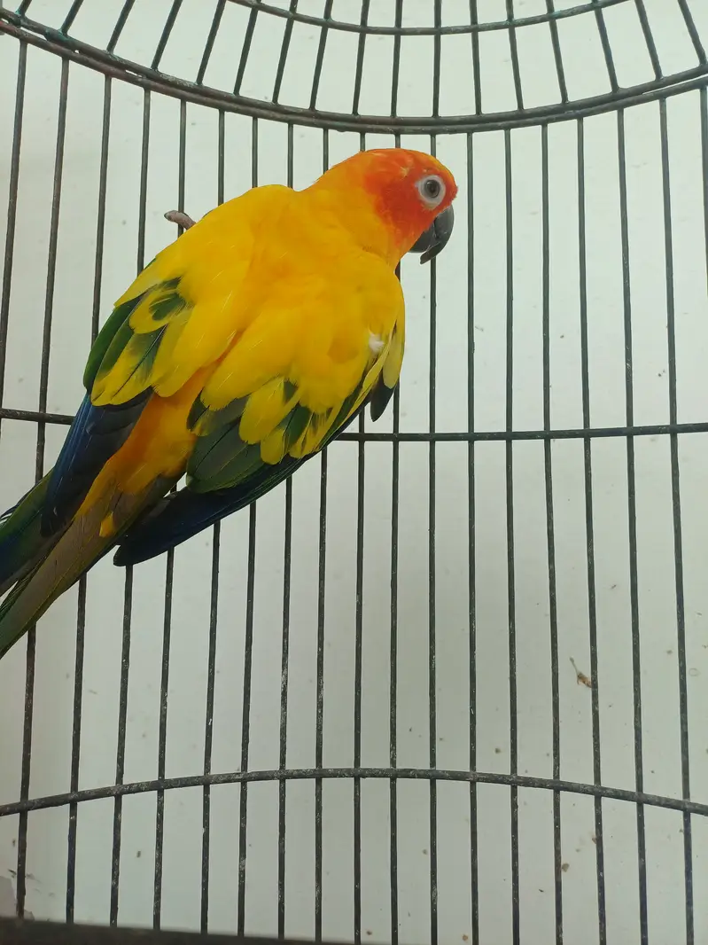 Sun conure and Cocktails — photo 9