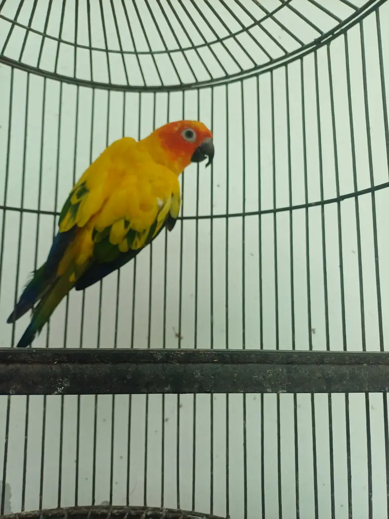 Sun conure and Cocktails — photo 10