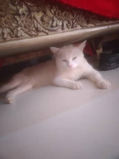 pertion cat triple  coat male breeder cat.