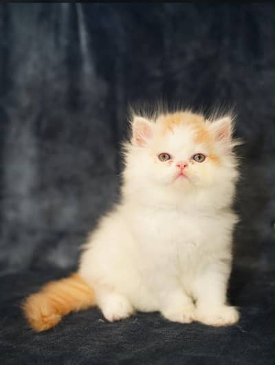 pure persian kitten |white kittens _triple coat /fluffy _cute cat