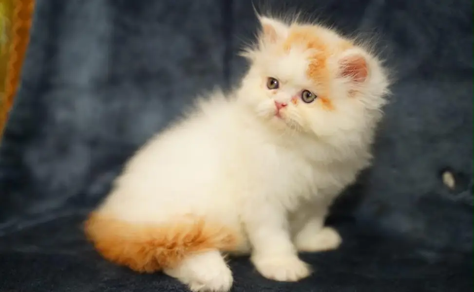 pure persian kitten |white kittens _triple coat /fluffy _cute cat — photo 5