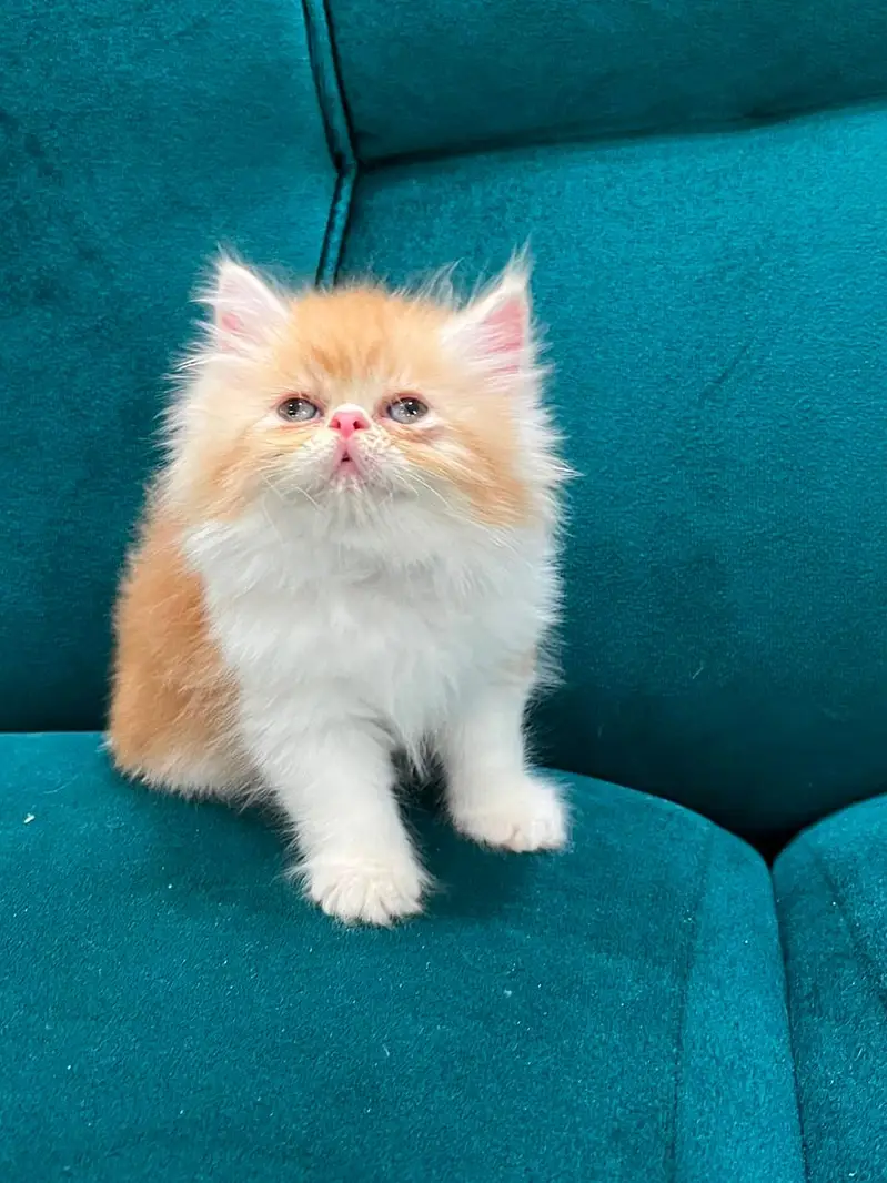 pure persian kitten |white kittens _triple coat /fluffy _cute cat — photo 10