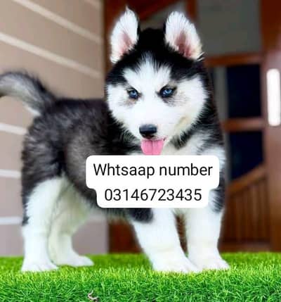 Siberian husky fore sale