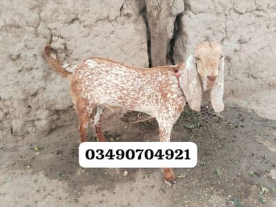 desi Bakra for sale