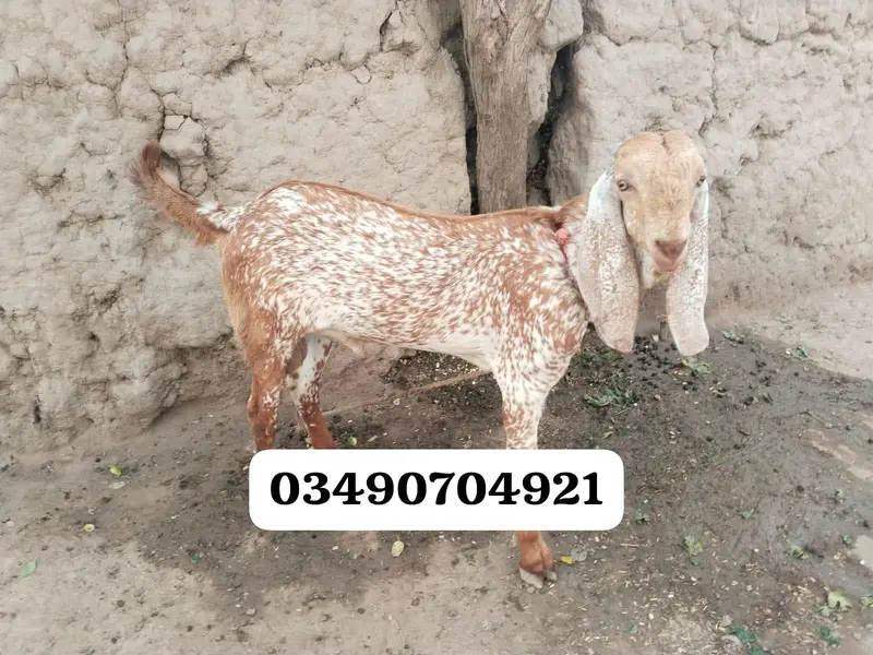 desi Bakra for sale