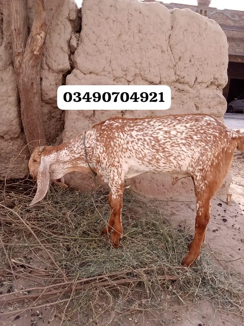 desi Bakra for sale — photo 2