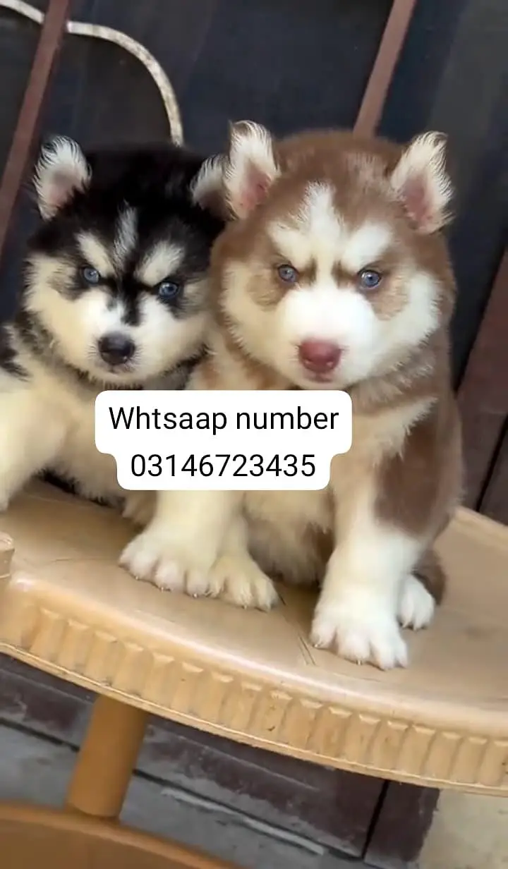 Siberian husky fore sale