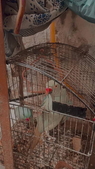Ringneck Parrot Pair for Sale