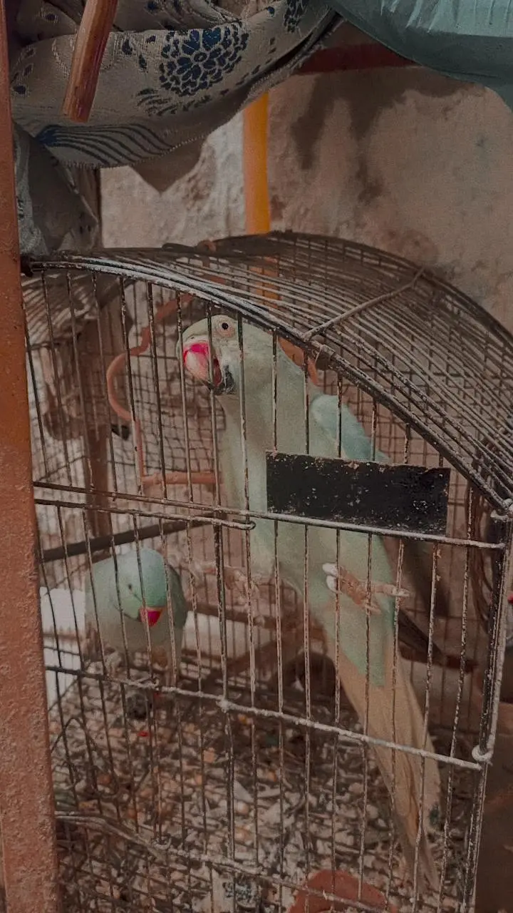 Ringneck Parrot Pair for Sale — photo 2