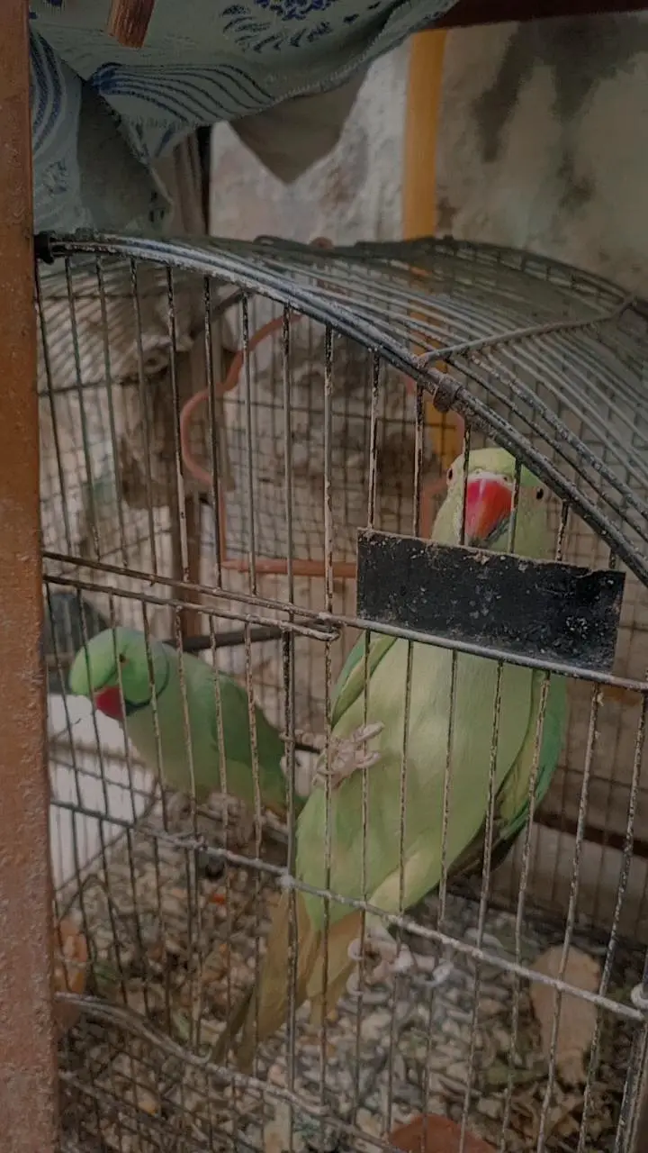 Ringneck Parrot Pair for Sale — photo 3
