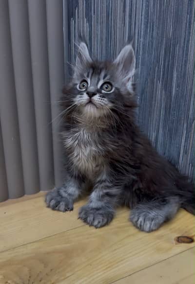 Maine coon
