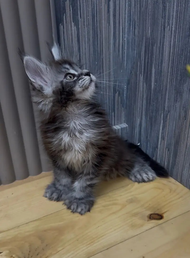 Maine coon — photo 2