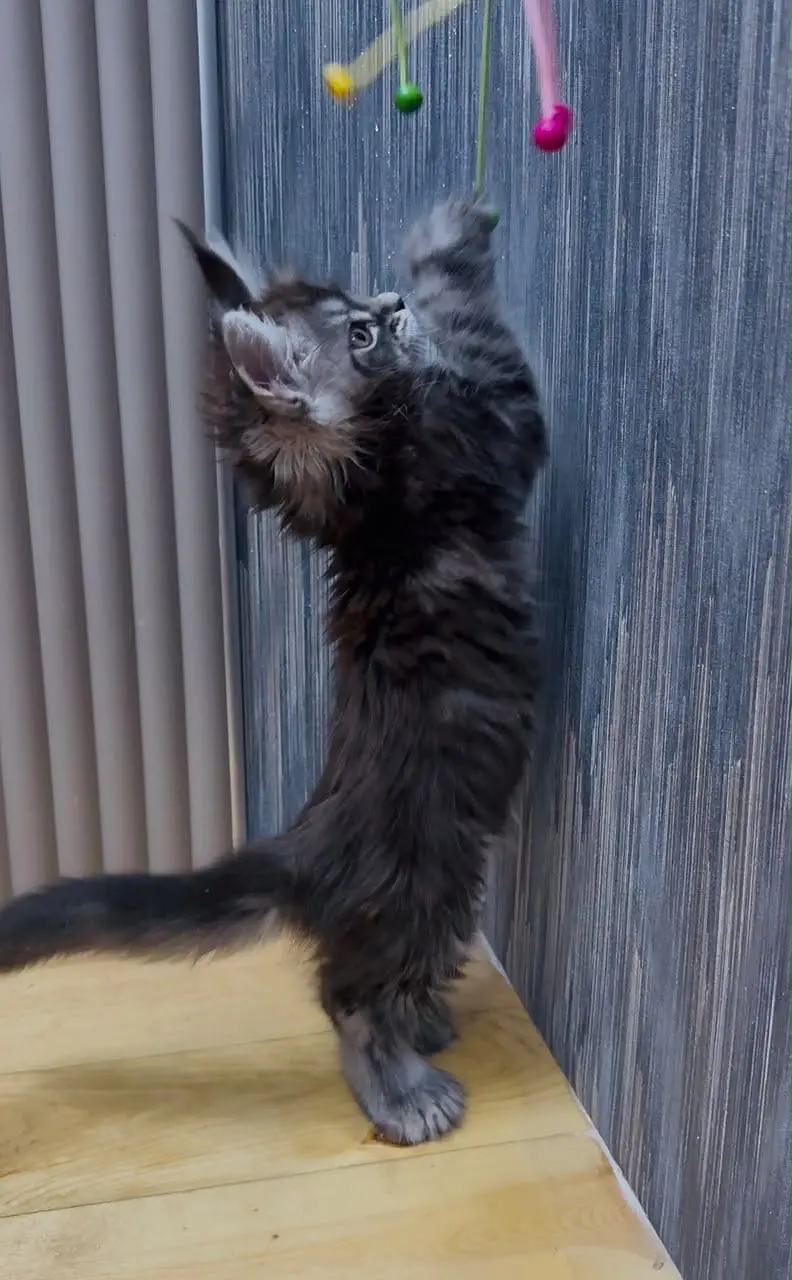 Maine coon — photo 3