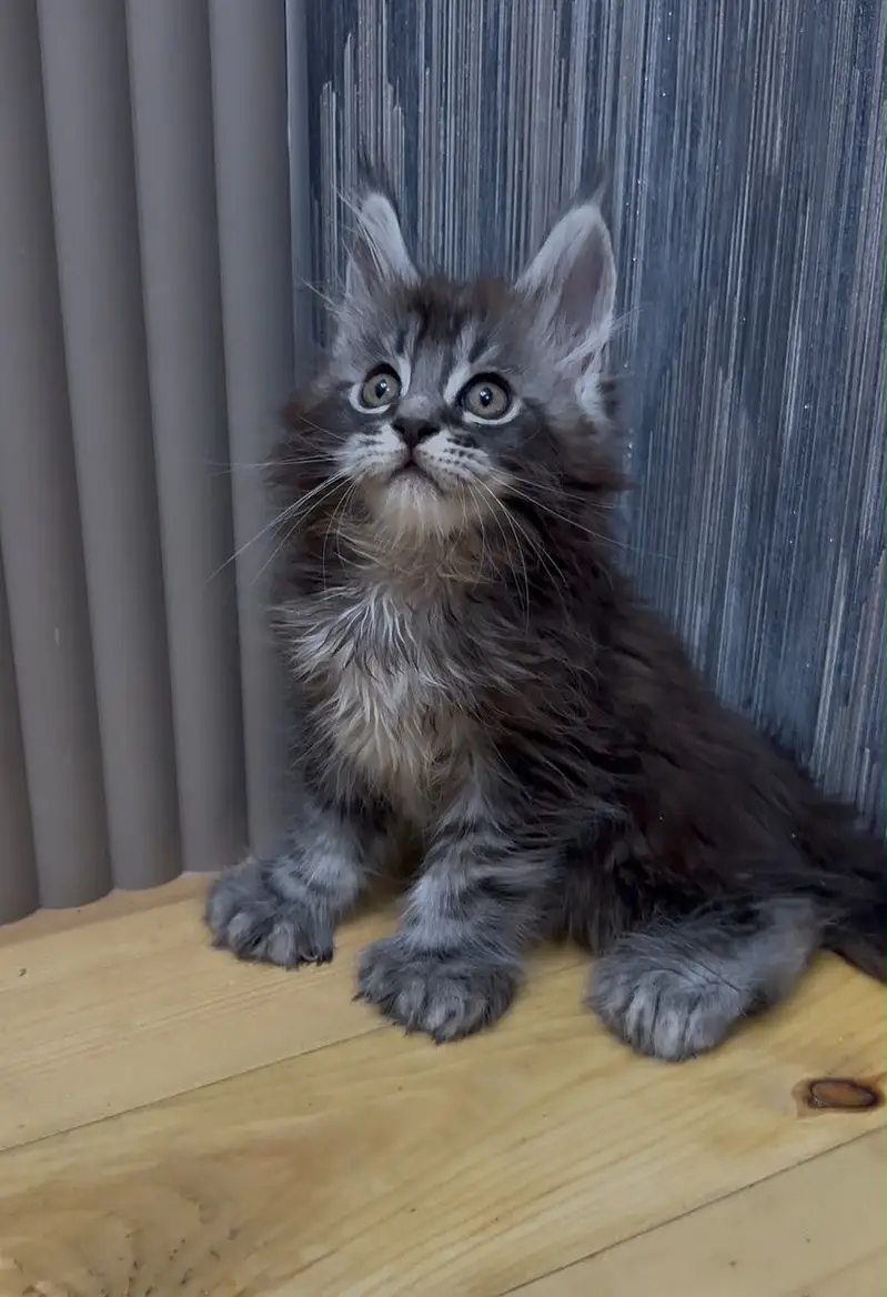 Maine coon — photo 4