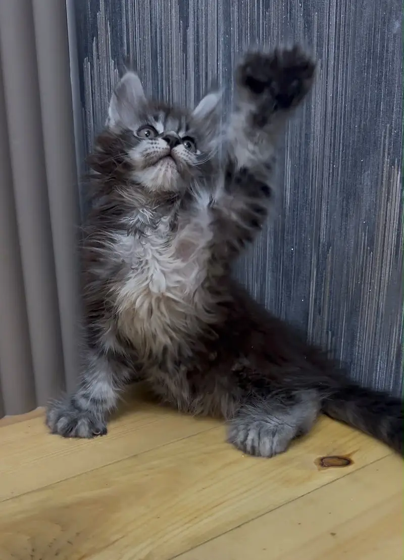 Maine coon — photo 5