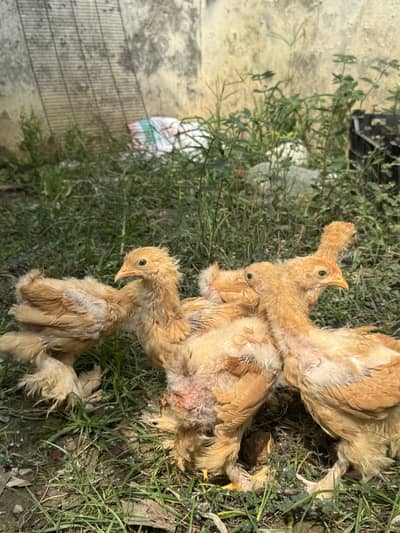 Golden heavy buff chicks for sale